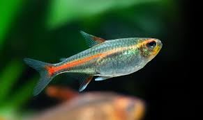 Swimming Creatures™ 12 Glowlight (Glo-Lite) Tetra (Hemigrammus erythrozonus) – Tropical Freshwater Aquarium Fish Live