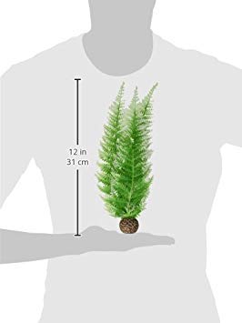 biOrb Fern Plant Pack, Winter, Medium - color: Winter Fern, size: Medium