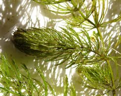Hornwort Ceratophyllum Live Aquarium Plant Planted Tank Beginner - Buy 2 G 1 F