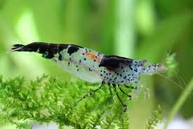 SF Aquatic™ 20 Blue Rili Shrimps High Grade Neocaridina Live Freshwater Aquarium Shrimps. Fully Mature Breeding Age. Live Arrival Guarantee. - color: Black Rili Shrimps, size: 20 Shrimps