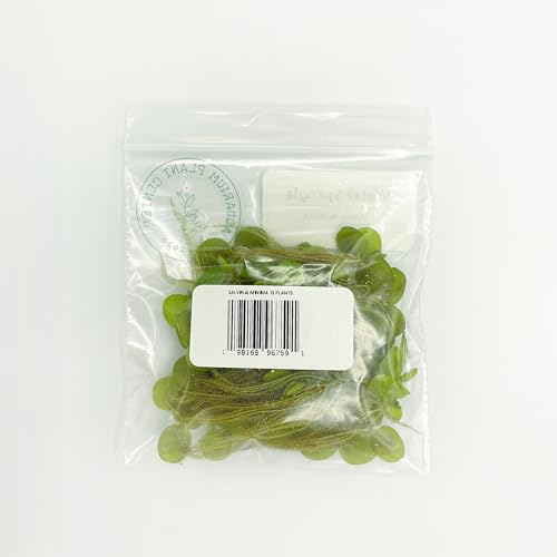 Water Spangle, Salvinia Minima, Live Aquarium/Aquatic/Freshwater/Floating/Pond Plant/Planted Tank/Aquascaping/Paludarium by Aquarium Plant Center (12 Plants, 60+ Leaves) - style: 12 Plants, 60+ Leaves