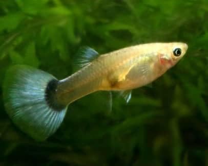 Swimming Creatures™ 6 Female Guppy Live Tropical Freshwater Aquarium Fish - color: 6 Assorted Female Guppy