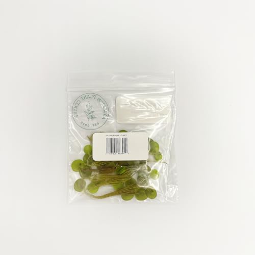 Water Spangle, Salvinia Minima, Live Aquarium/Aquatic/Freshwater/Floating/Pond Plant/Planted Tank/Aquascaping/Paludarium by Aquarium Plant Center (6 Plants, 30+ Leaves) - style: 6 Plants, 30+ Leaves