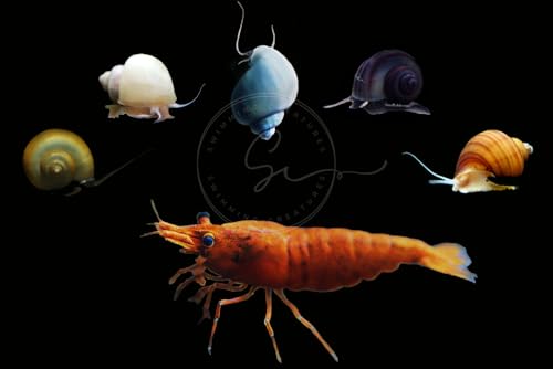 Swimming Creatures™ Freshwater Aquarium Shrimp - A Perfect Combo to Brighten Your Aquarium! (20 Orange + 1 Mystery Snail)
