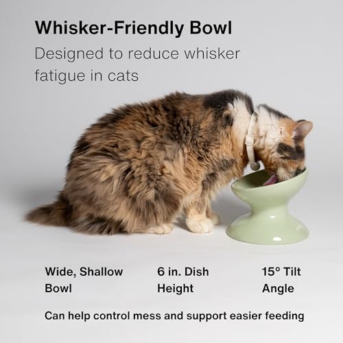 Raised Cat Food Bowl, Tilted Bowl for Cats, Dogs, 12 oz, Seafoam - color: Seafoam