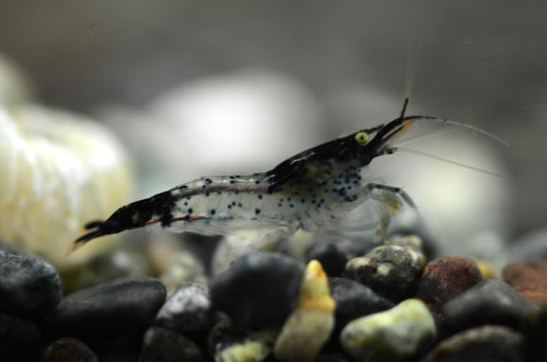 Swimming Creatures™ Premium Neocaridina Shrimp – A Perfect Combo to Brighten Your Aquarium! (10 Black Rili)