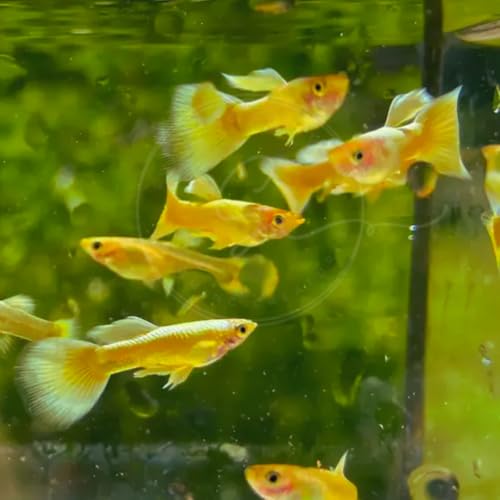 Swimming Creatures™ Tropical Live Guppy/Platy Livebearers Freshwater Aquarium Fish (5 Male 24K Gold Guppy) - color: 5 Male 24K Gold Guppy