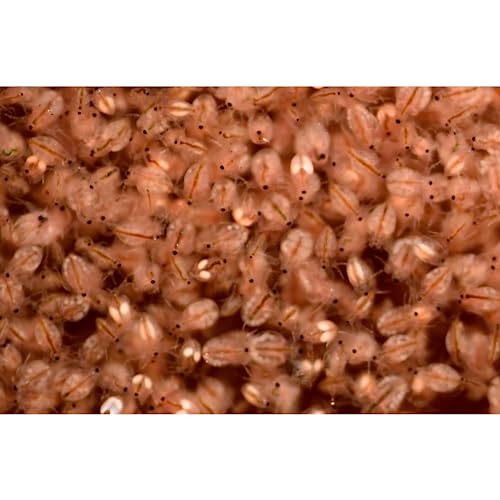 Two Capsule Moina MACROCOPA Water FLEA Eggs Alive Fresh for Killifish/Fish