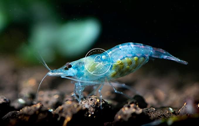 Swimming Creatures™ Premium Neocaridina Shrimp – Freshwater Aquarium Shrimp (10, Premium Blue Velvet (Jelly)) - color: PREMIUM BLUE VELVET (JELLY)