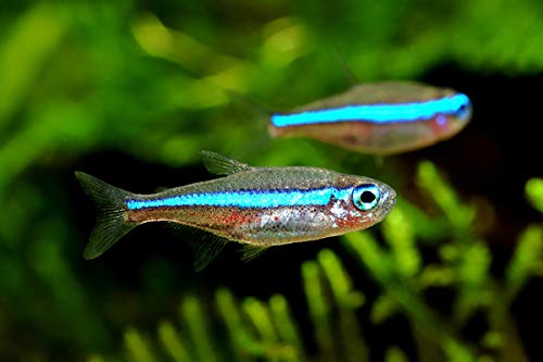 A.D.P. Fish Booster Pink Tropical Fish Food Micro Floating Pellet, Grow Faster & Color Enhancing High Protein 42% for Goldfish & All Aquarium Small Fish 60 g Newborn Fry Fish Feed Breeding Fish Care