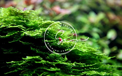 Swimming Creatures™ Live Aquarium Plants (Christmas Moss (25sq inch Portion)) - color: Christmas Moss (25sq inch Portion)
