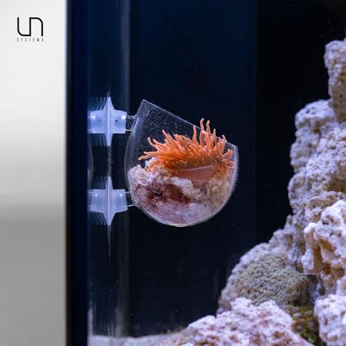 Ultum Nature Systems Glass Cup - Glass Plant Holder/Coral Isolation for Aquarium, Fish Tank Planter, Aquatic Plant Pot w/Clear Suction Cups, Hanging Glass Pot, Aquascape Decorations - 1 Pc