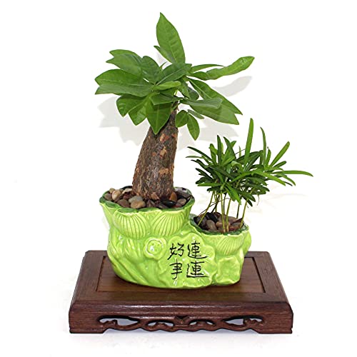 Oriental Furniture Solid Wood Base Rectangular Craft Pedestal - size: 6X3X1.4 in