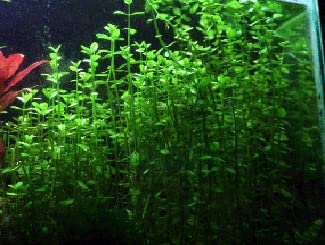 Potted Live Aquarium Plants | Freshwater Aquatic Plants for Aquariums (Moneywort) - color: Moneywort