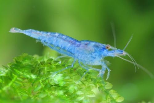 SF Aquatic™ 20 Blue Velvet High Grade Live Freshwater Aquarium Neocaridia Shrimps Inverts. Adult Breeding Age. Live Arrival Guarantee. - color: Blue Velvet Shrimps, size: 20 Shrimps