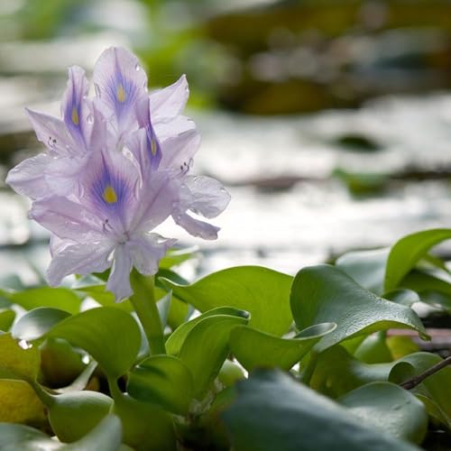 Water Hyacinth Floating Pond Plants Live Aquatic Plant Great for Koi Ponds Flowering and Fast Growing Hyacinths Cannot Ship to Some States (3)