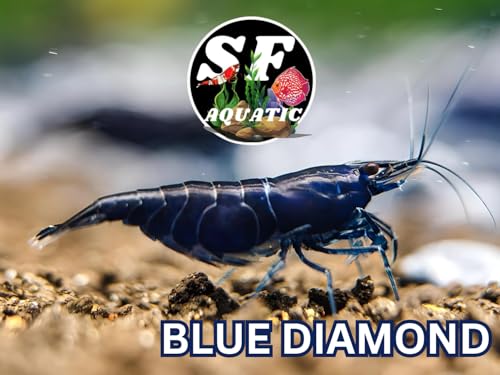 SF Aquatic™ 10 Blue Diamond High Grade Neocaridina Live Freshwater Aquarium Shrimps Fully Mature Breeding Age. Live Arrival Guarantee - color: Blue Diamond, size: 10 Shrimps