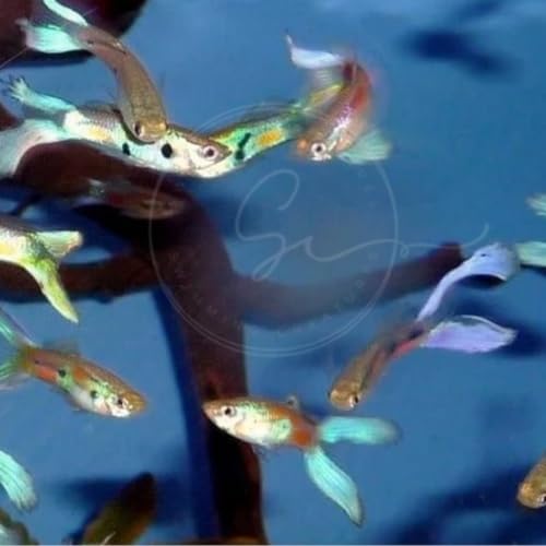 Swimming Creatures™ 5 Lyretail Male Guppies (Poecilia reticulata) Live Freshwater Aquarium Fish (Size Approx. 1") - color: 5 Lyretail Male Guppies