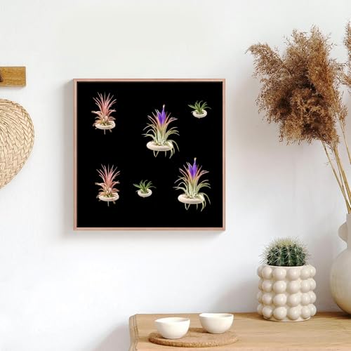 12 Pack Wooden Magnetic Air Plant Holder, 3 Sizes Wall Mount Wooden Ring for Fridge & Metal Wall, Small Air Plant Display Holder for Home Office Decor