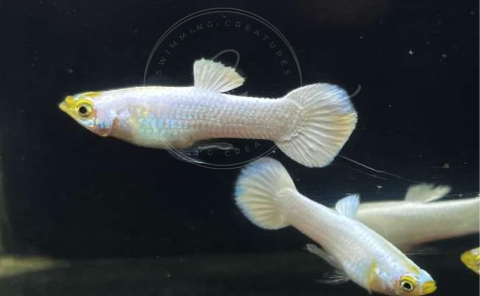 Swimming Creatures™ Tropical Live Guppy Freshwater Aquarium Fish (5 Platinum White Male Guppy) - color: 5 Platinum White Male Guppy