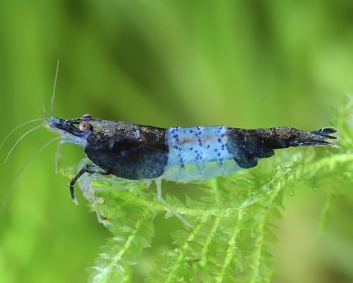 SF Aquatic™ 20 Blue Rili High Grade Neocaridina Live Freshwater Aquarium Shrimps. Fully Mature Breeding Age. Live Arrival Guarantee. - color: Blue Rili, size: 20 Shrimps