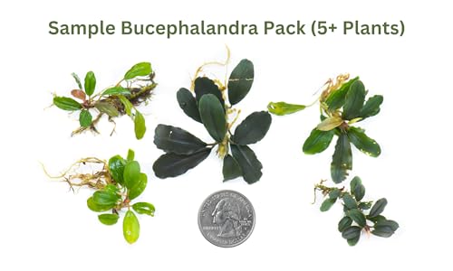 Generic Bucephalandra Live Aquarium Plant Collection - Rare Aquatic Plants for Lush Aquarium Scapes, Natural Freshwater Fish Tank Decorations, Ideal Gift for Aquarists (3 Loose Plants) - style: 3 Loose Plants