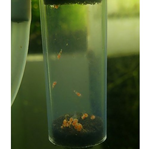 2X Aquarium Glass Egg Tumbler for Eggs Hatching