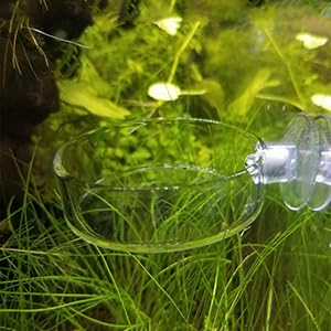 Aquarium Glass Feeder Shrimp Feeding Dish Round Clear Fish Tank Food Tray Container Prevent Food Spilling with Suction Cup, 65mm