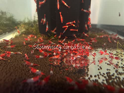 Swimming Creatures™ Premium Neocaridina Shrimp – Freshwater Aquarium Shrimp (10, Premium RED Rili) - color: PREMIUM RED RILI