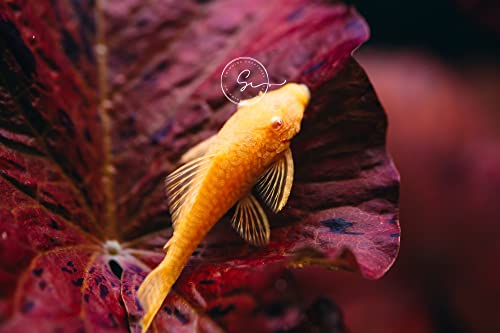 Swimming Creatures™ Pleco (Plecostomus) – Freshwater Aquarium Fish (Juveniles) (2 Albino PLECO)