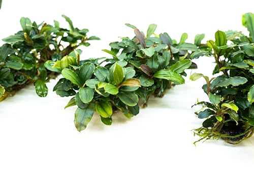Bucephalandra Live Aquarium Plant Collection - Rare Aquatic Plants for Lush Aquarium Scapes, Natural Freshwater Fish Tank Decorations, Ideal Gift for Aquarists (Bucephalandra Pad (10+ Plants)) - style: Bucephalandra Pad (10+ Plants)
