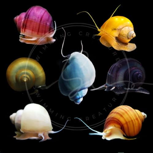 Swimming Creatures 10 Snowball Neocaridina Shrimps with 3 Assorted Mystery Snails, Freshwater Aquarium, 100% Live Arrival Guarantee