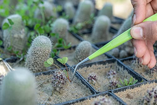 HADIZ Stainless Steel Garden Tweezer Two Piece Set with Curved Tip Tweezers for Cactus and Succulents Gardening(Curved)