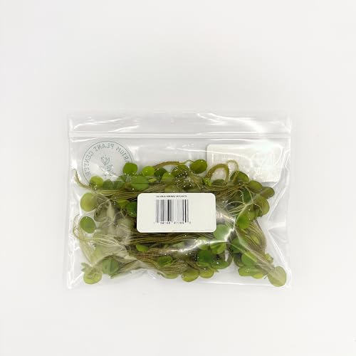 Water Spangle, Salvinia Minima, Live Aquarium/Aquatic/Freshwater/Floating/Pond Plant/Planted Tank/Aquascaping/Paludarium by Aquarium Plant Center (24 Plants, 120+ Leaves) - style: 24 Plants, 120+ Leaves