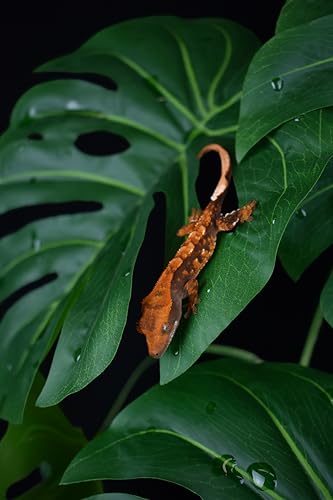 Komodo Reptile Terrarium Monstera Leaf Plant with Weighted Base | Extra Large Realistic Artificial Plant for Terrariums and Aquariums | | 21" Tall with 8" x 7.25" Leaves