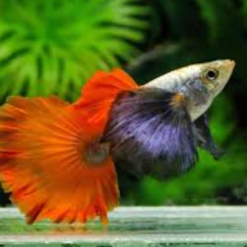 Swimming Creatures™ 4 Male Platinum Dumbo Ear Guppy – Live Freshwater Aquarium Fish - color: 4 Male Platinum Dumbo Ear Guppy