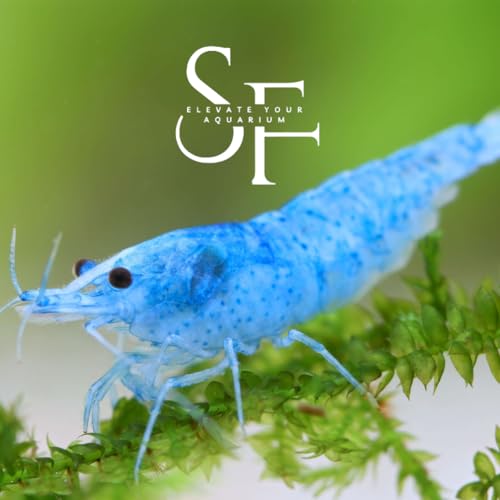 SF Aquatic™ 10 Blue Velvet High Grade Neocaridina Live Freshwater Aquarium Shrimps. Fully Mature Breeding Age. Live Arrival Guarantee. - color: Blue Velvet Shrimps, size: 10 Shrimps