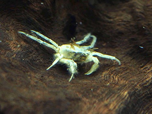 Aquatic Arts 5 Live Freshwater Micro Crabs (Limnopilos naiyanetri) Real Living Nano Tank Pet | Compatible with Dwarf Shrimp and Many Aquarium Fish - style: 5-CRAB