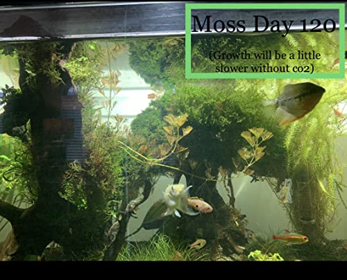 Christmas Moss Vesicularia Montagnei Live Freshwater Aquarium Plants Buy 2 Get 1
