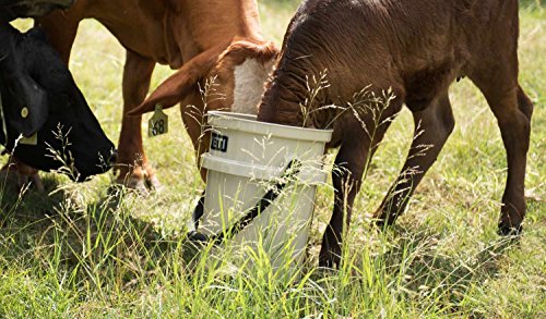 YETI Loadout 5-Gallon Bucket, Impact Resistant Fishing/Utility Bucket - color: Tan