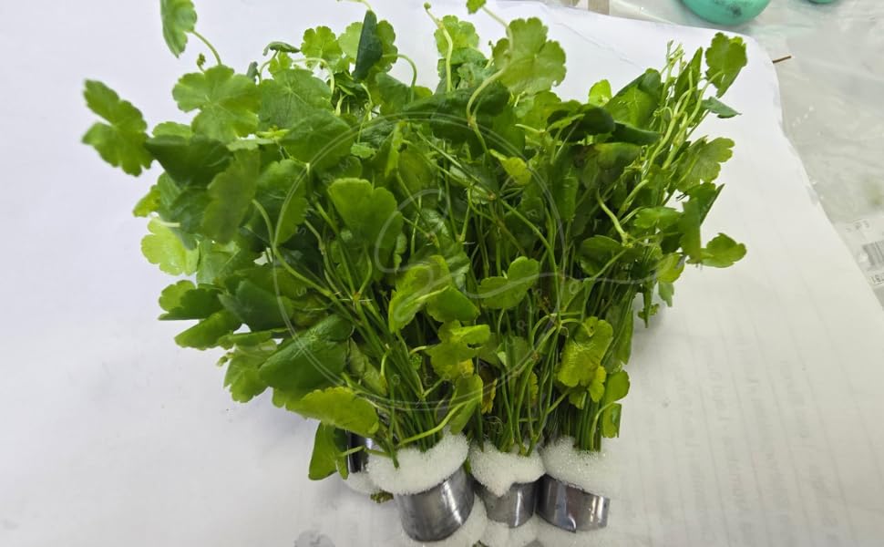 Swimming Creatures™ Live Aquarium Plants (10 Species Bundle) - color: 10 SPECIES BUNDLE