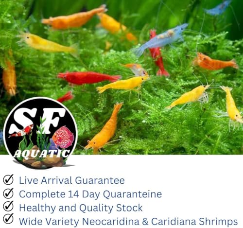 SF Aquatic™ 10 Mix Neocaridina High Grade Neocaridina Live Freshwater Aquarium Shrimps. Fully Mature Breeding Age. Live Arrival Guarantee. - color: Mix Color Neocaridina, size: 10 Shrimps