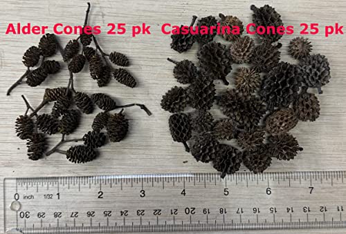 Awesome Aquatic 25 Casuarina Cones, Blackwater, Betta Shrimp Habitat | Larger than Alder Botanicals Natural tannins Blackwater habitat Leaf litter Longer lasting biofilm Natural décor Easy to use - size: 25 Pack Casuarina