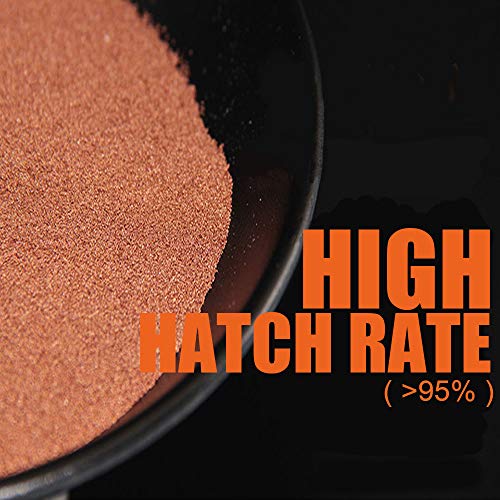 AAA Brine Shrimp Eggs - 90%+ Guaranteed Hatch Rate, Nutrient-Rich Live Fish Food for Baby Fry, Guppies, Bettas & Marine Life - High Protein GSL Artemia Cysts - size: 0.5 Ounce (Pack of 1)