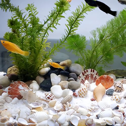 Tiny Mixed Ocean Beach Spiral Seashells &10 Small Starfish - for Fish Tank and Vase Filler, Beach Theme Party, Wedding Decor - DIY Craft Supplies (5-30mm) - size: 5-30mm