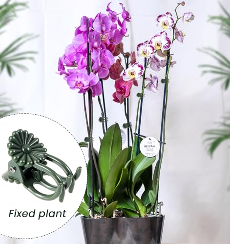100 Pcs Orchid Clips for Plants Support, Plastic Clips for Plants to Secure Vines & Stems (Green, 2.1 x 1.3 Inches)