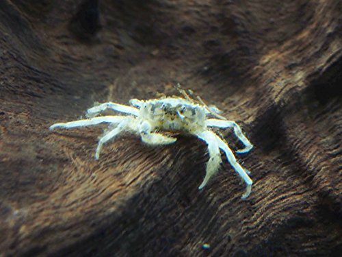 Aquatic Arts 10 Live Freshwater Micro Crabs (Limnopilos naiyanetri) Real Living Nano Tank Pet | Compatible with Dwarf Shrimp and Many Aquarium Fish - style: 10-CRABS