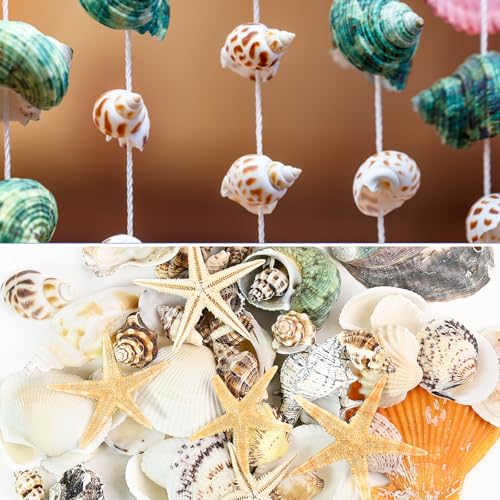 Natural Seashells Conch and 5pcs Natural Starfish, Various Sizes for Beach Themed Party DIY Crafts Fishtank Vase Fillers Home Wedding Decorations (Extra Large, 200g, 2-5cm) - size: X-Large