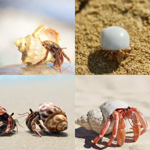 12PCS Hermit Crab Shells 1.6"-3.2", Growth Turbo Seashells | Natural Sea Conch Shell for Small to Medium to Large Crabs, Saltwater Hermit Crab Accessories and Sea Shells for Beach Decor