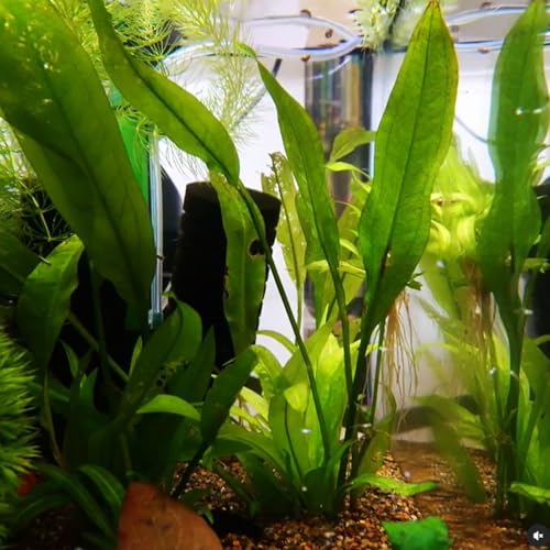 5X Amazon Sword Echinodorus Bleheri Bundle Aquarium Live Plant for Fish Tank Decoration